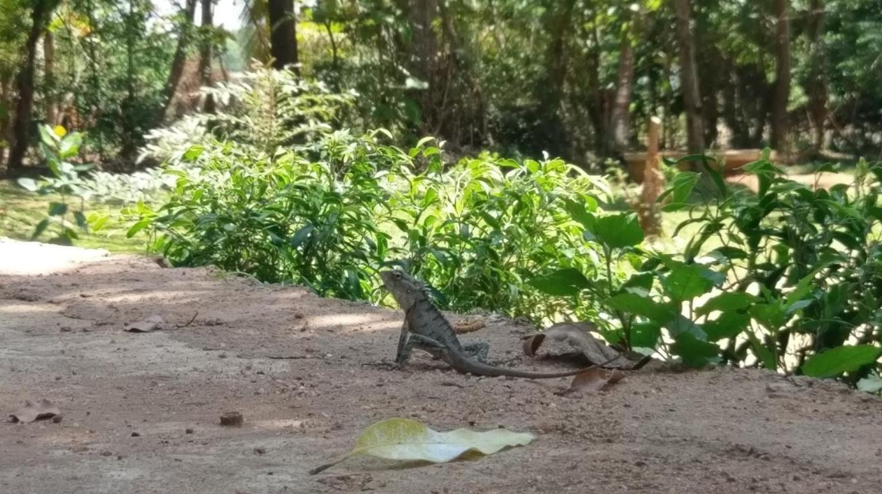 Nature'S Lake View Sigiriya Дамбула Екстериор снимка